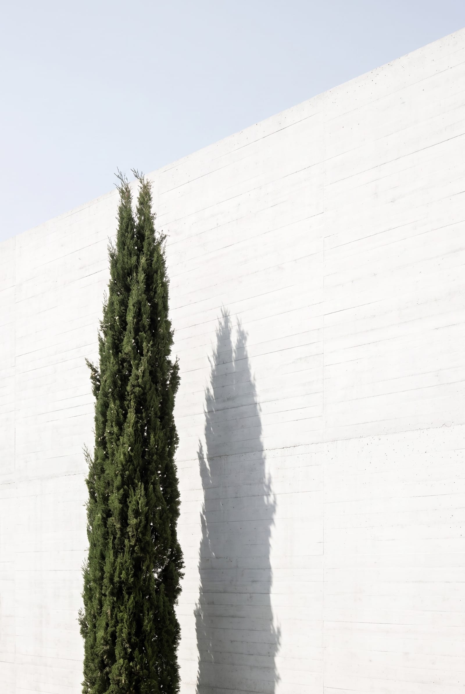 Cypress against the west wall